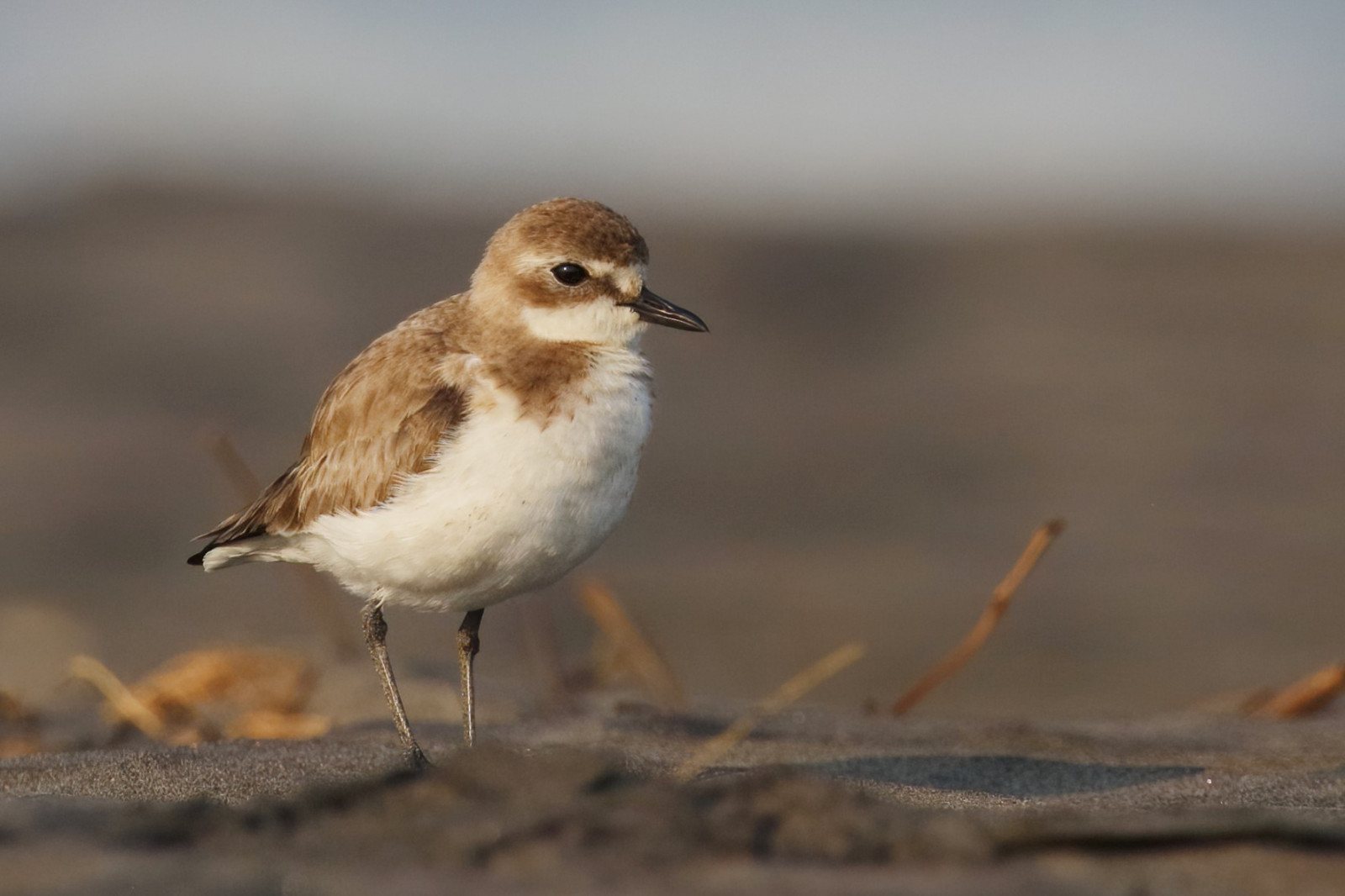 image Lesser Sand Plover